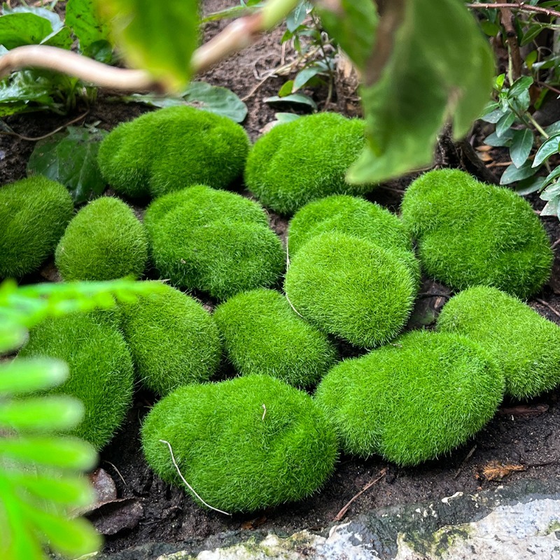 5/30pcs 시뮬레이션 이끼 돌 인공 이끼 돌 공 가 - Terrarium Moss Art 리뷰 및 가격