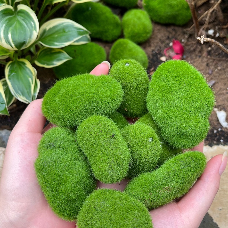5/30pcs 시뮬레이션 이끼 돌 인공 이끼 돌 공 가 - Terrarium Moss Art 리뷰 및 가격