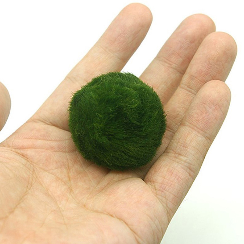 마리모 이끼 공 생물 수족관 식물 조류 물고기 새우 탱 - Terrarium Moss Art 리뷰 및 가격
